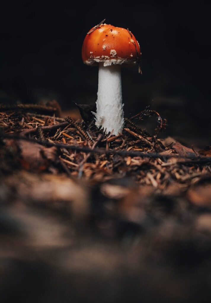 Small Not Mushroom